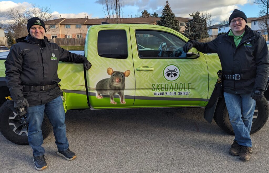 Two Skedaddle Humane Wildlife Control technicians standing beside a lime green branded service truck featuring a large rat graphic.