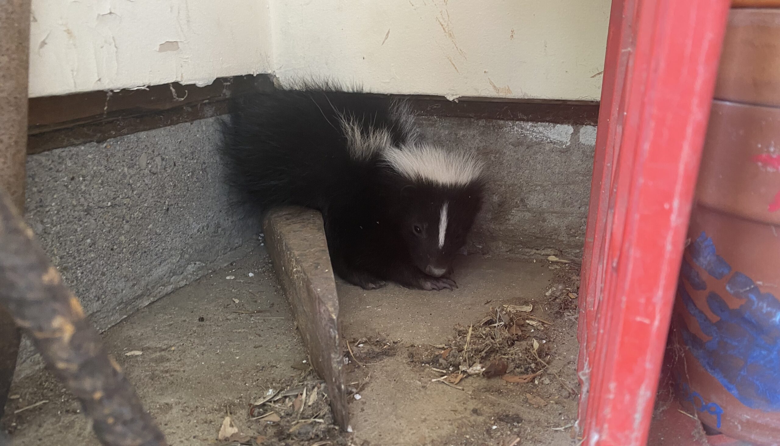 A black and white striped skunk huddled in a concrete corner beneath a house foundation, next to a red structure.