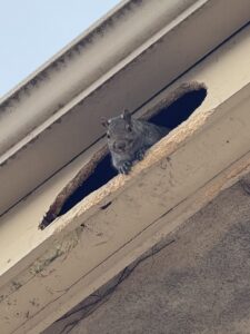 Close-up of a grey squirrel looking out of a jagged hole chewed into a white roof soffit, showing typical wildlife entry point damage to a home.
