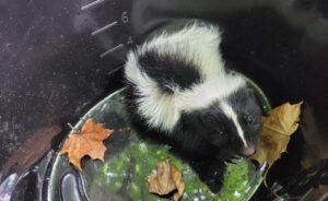 A small black and white striped skunk looks upward from the bottom of a deep black plastic container containing a few dead leaves and a green liquid.