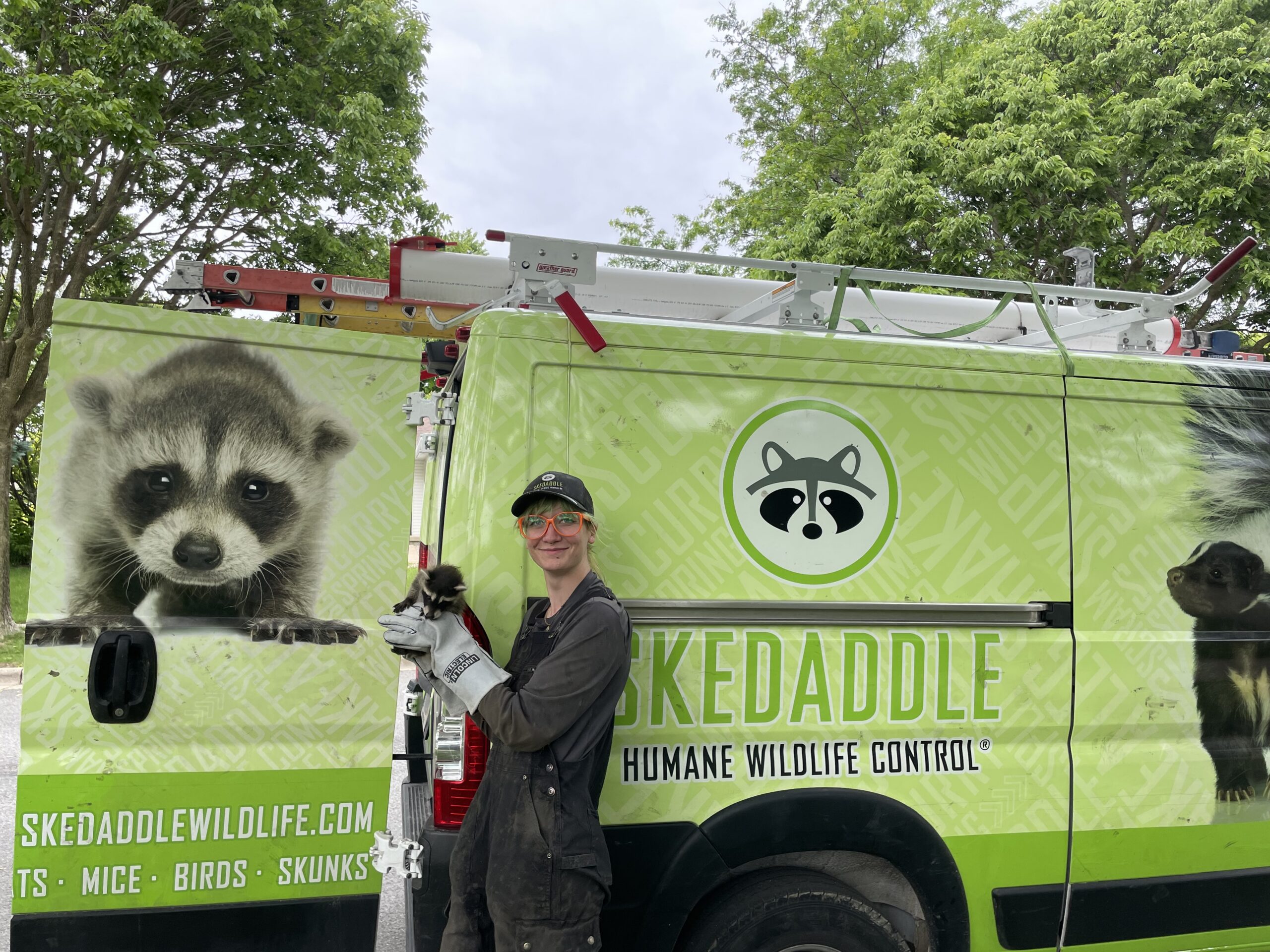Wildlife Technician with Rescued Raccoon and Branded Service Van A wildlife technician in protective gloves holding a small baby raccoon while standing in front of a lime green Skedaddle Humane Wildlife Control van.