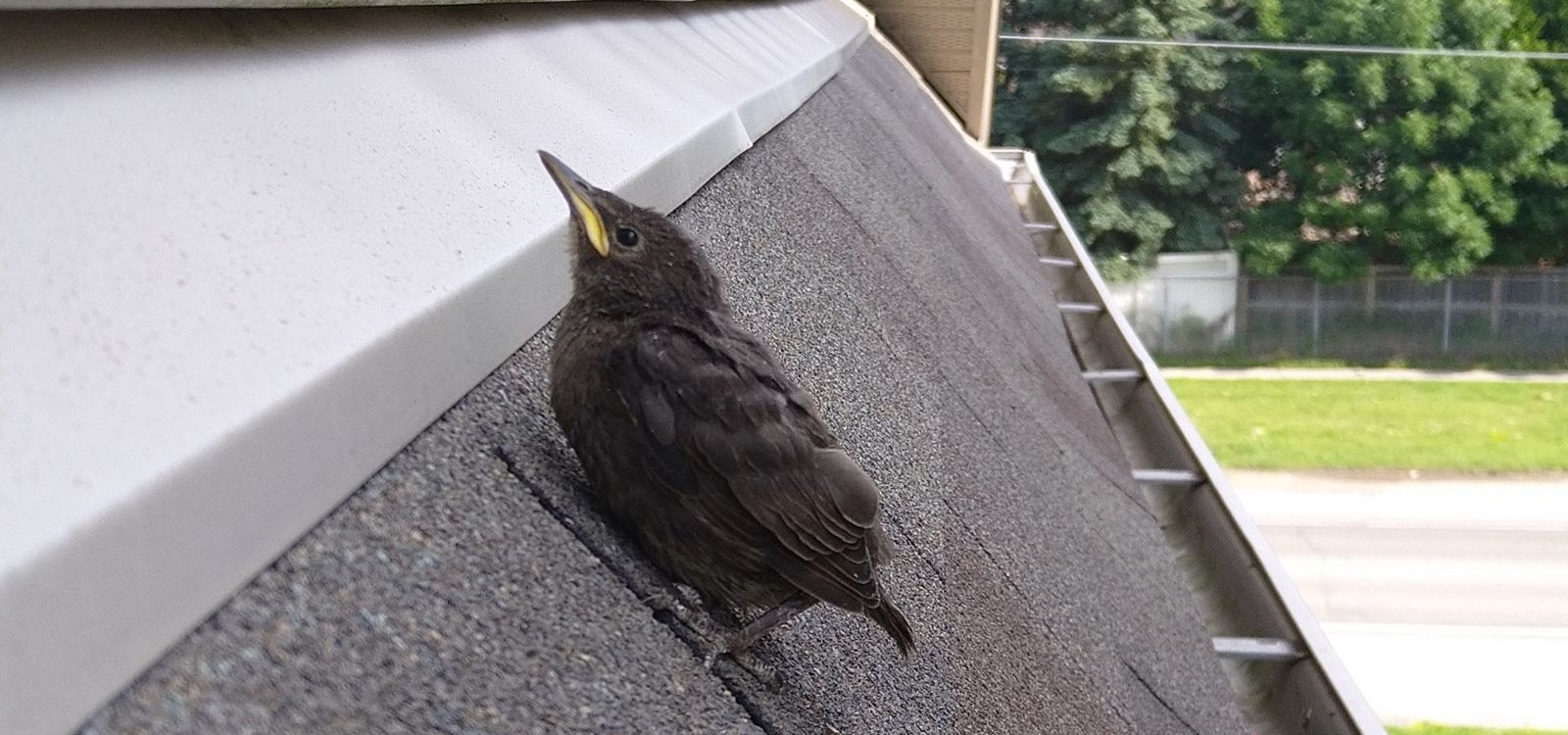A small, juvenile dark-feathered bird with a yellow beak sitting on grey asphalt roof shingles near a white metal flashing.