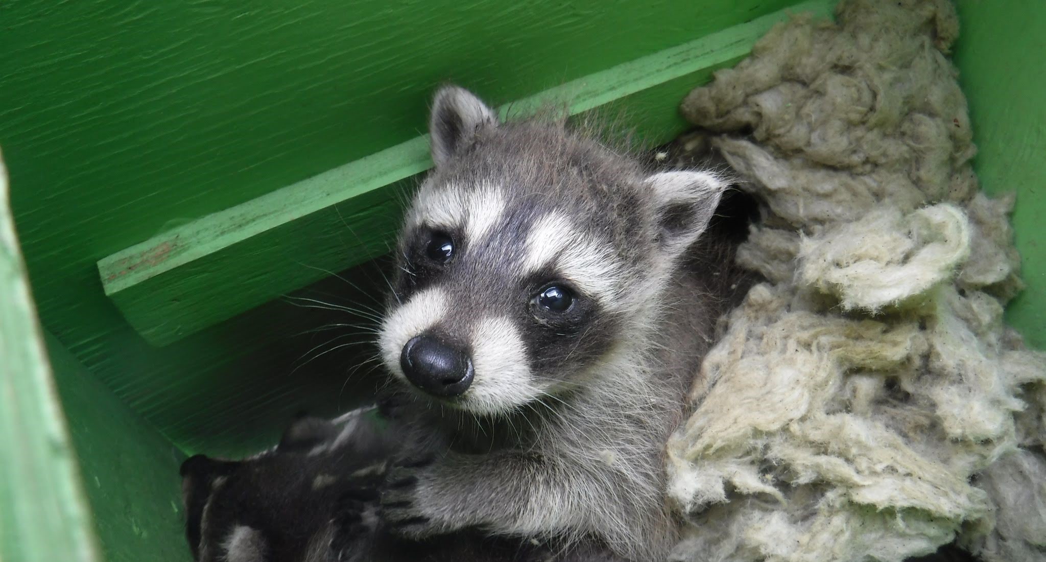 A young baby raccoon with a black mask looking up from inside a green wooden nesting box filled with soft insulation material.