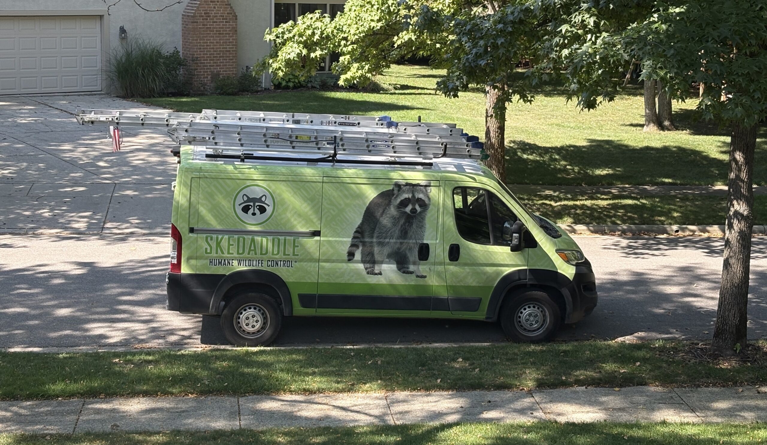 A lime-green Skedaddle Humane Wildlife Control service van with a large raccoon graphic parked on a suburban street, carrying several extension ladders on its roof rack.