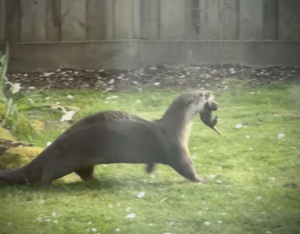 A North American river otter walking across a green lawn while gently carrying a small baby pup in its mouth.
