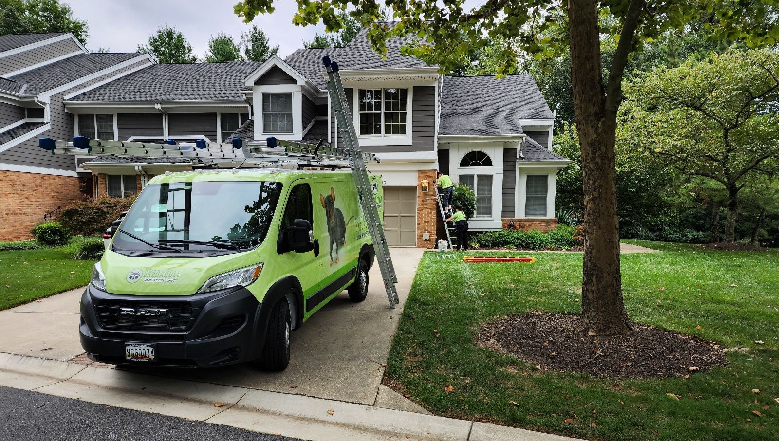 Skedaddle Humane Wildlife Control Service Van at Residential Property in Niagara A bright lime-green Skedaddle Humane Wildlife Control RAM van parked in a suburban driveway while technicians on a ladder inspect the exterior of a two-story house.