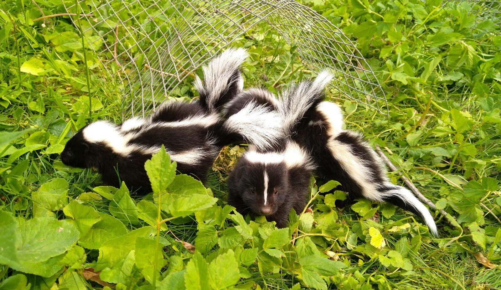 Three fluffy black and white baby skunks huddled together in tall green grass near a piece of wire mesh.