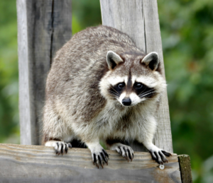 A large adult raccoon with a distinct black mask perched on a wooden deck railing looking directly at the camera.
