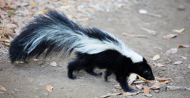 A profile view of a black and white striped skunk walking across a dirt and leaf-covered ground with its large, bushy tail arched.
