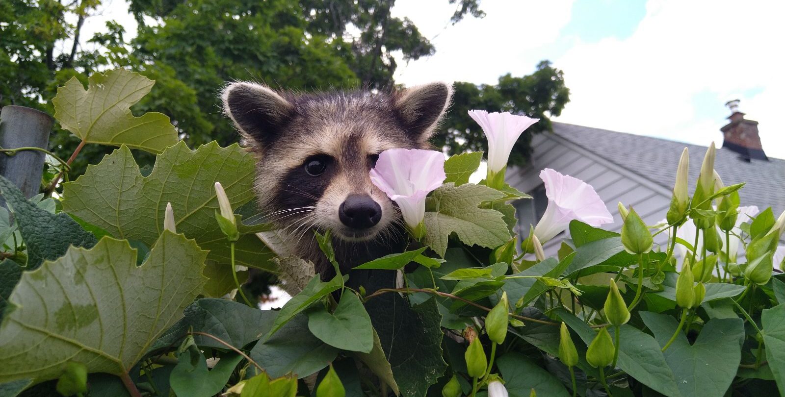 A raccoon standing among garden plants and mulch next to a wooden fence during the day.
