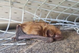 A close up view of a brown bat lying on concrete next to a galvanized wire mesh screen.