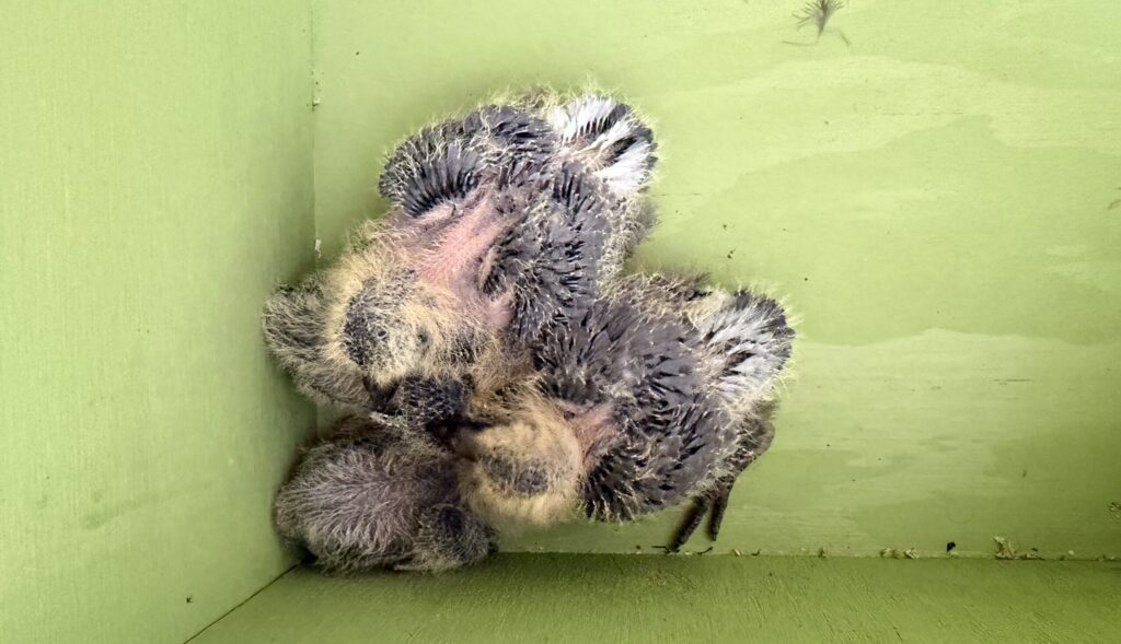 Two baby pigeons with fuzzy yellow down and dark pin feathers huddled together in the corner of a light green wooden nesting box.