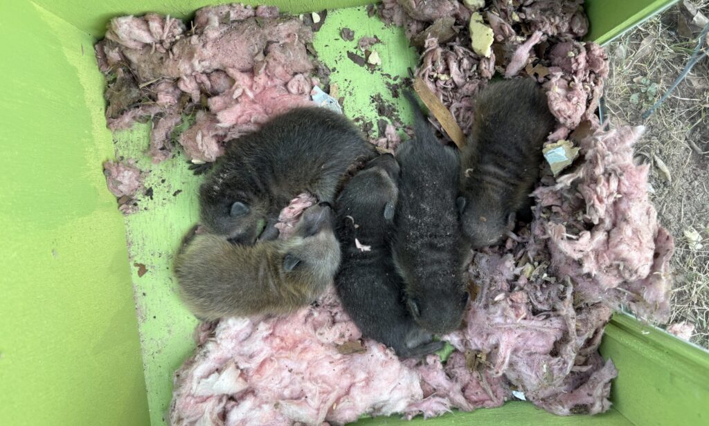 Top-down view of five small baby raccoons huddled together on pink insulation inside a green wooden box for humane wildlife relocation.