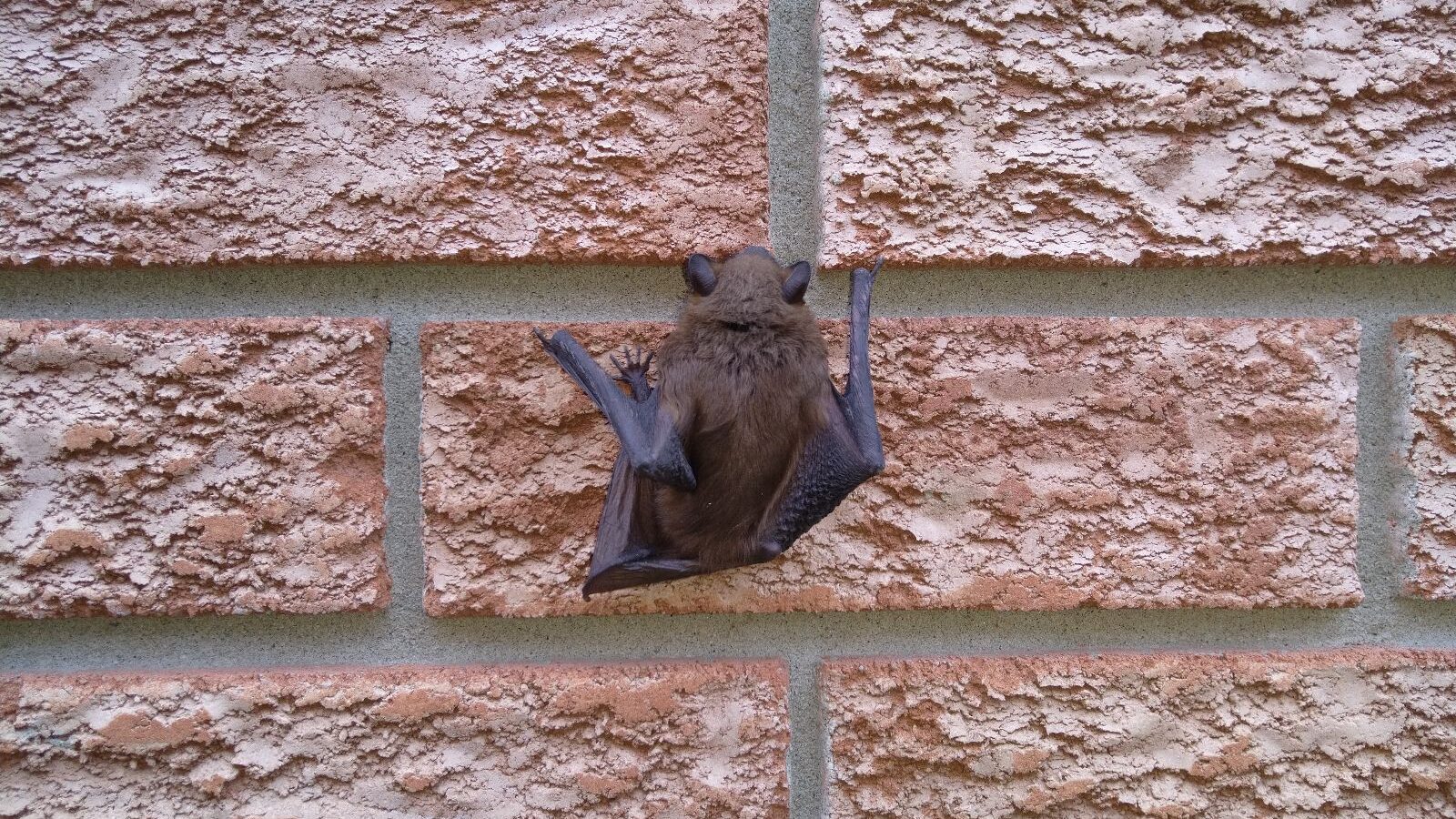 A small brown bat clinging to the textured surface of an orange-toned brick wall during the daytime.