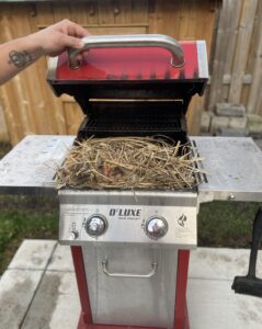 A person opening the lid of a red and silver gas grill to reveal a large bird nest made of straw and grass with small hatchlings inside.