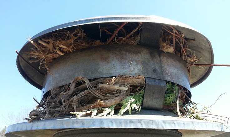 A metal chimney cap stuffed completely full of bird nesting materials including twigs and dried leaves against a clear blue sky.