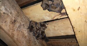 A colony of brown bats hanging upside down and huddling together between wooden rafters inside a house attic.