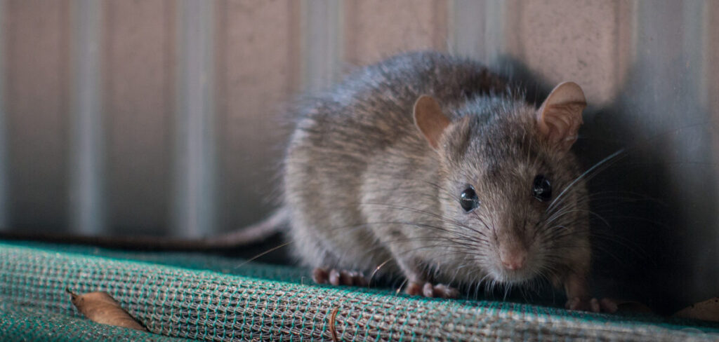 A close-up of a brown rat crouching on green mesh screening in a dimly lit area against a corrugated metal wall.