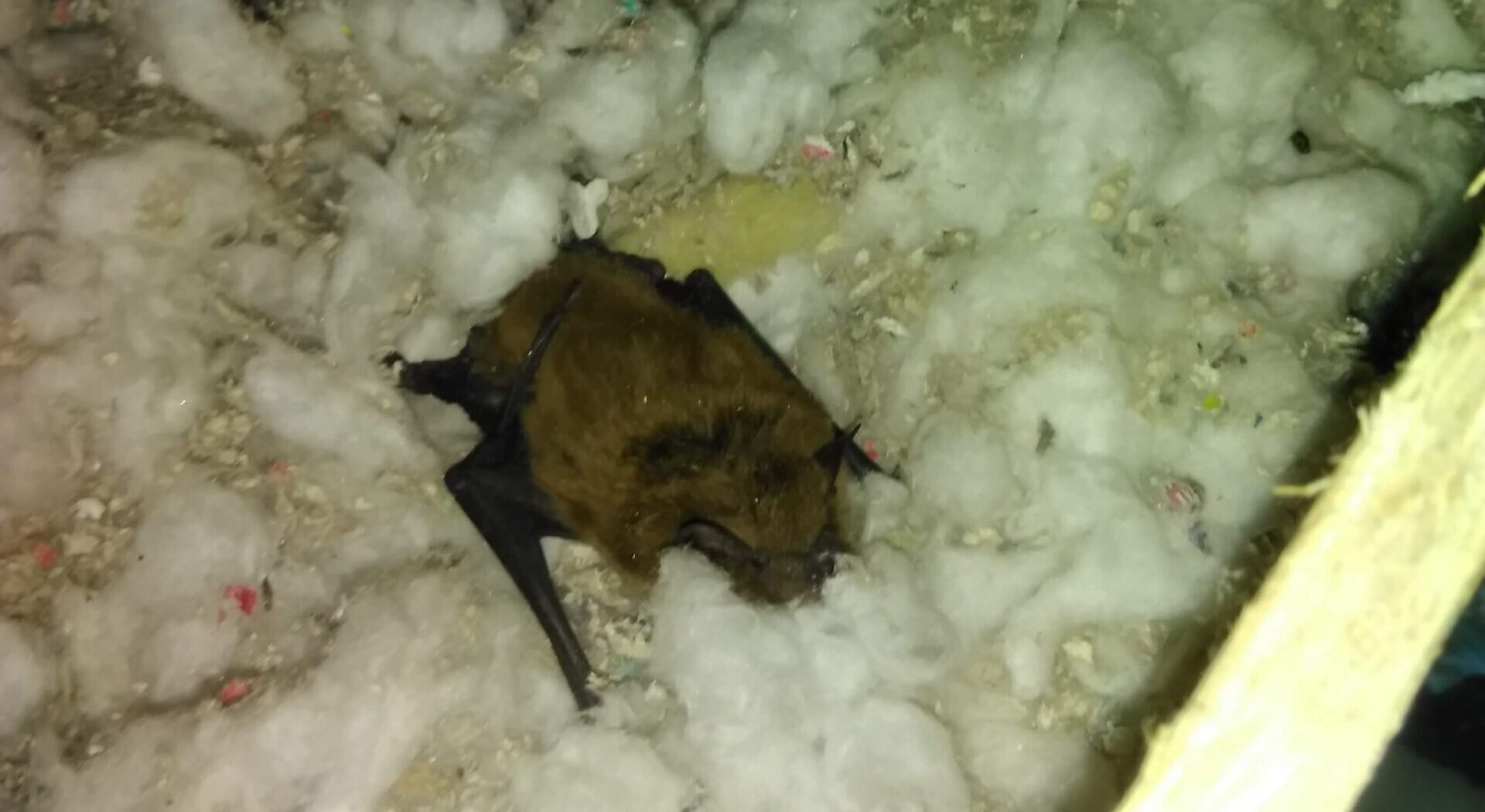 A close up view of a small brown bat resting on top of fluffy white attic insulation inside a residential roof space.