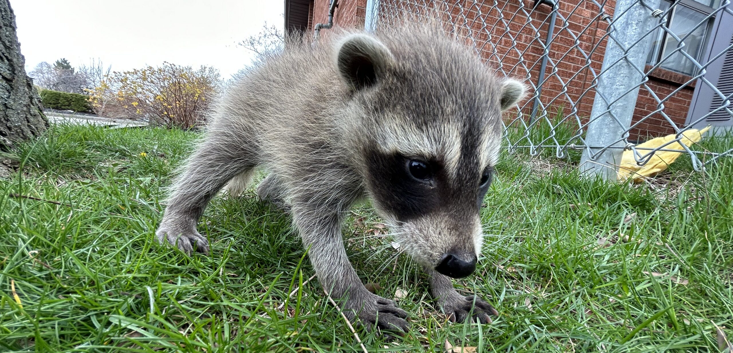 A close up view of a small baby raccoon kit standing on green grass near a metal chain link fence.