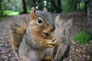 A close up view of a fox squirrel with wide eyes holding a piece of food outdoors.
