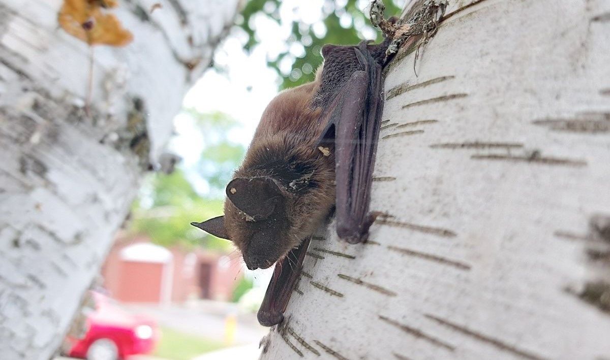 A macro close up view of a small brown bat resting on the white and silver bark of a birch tree.