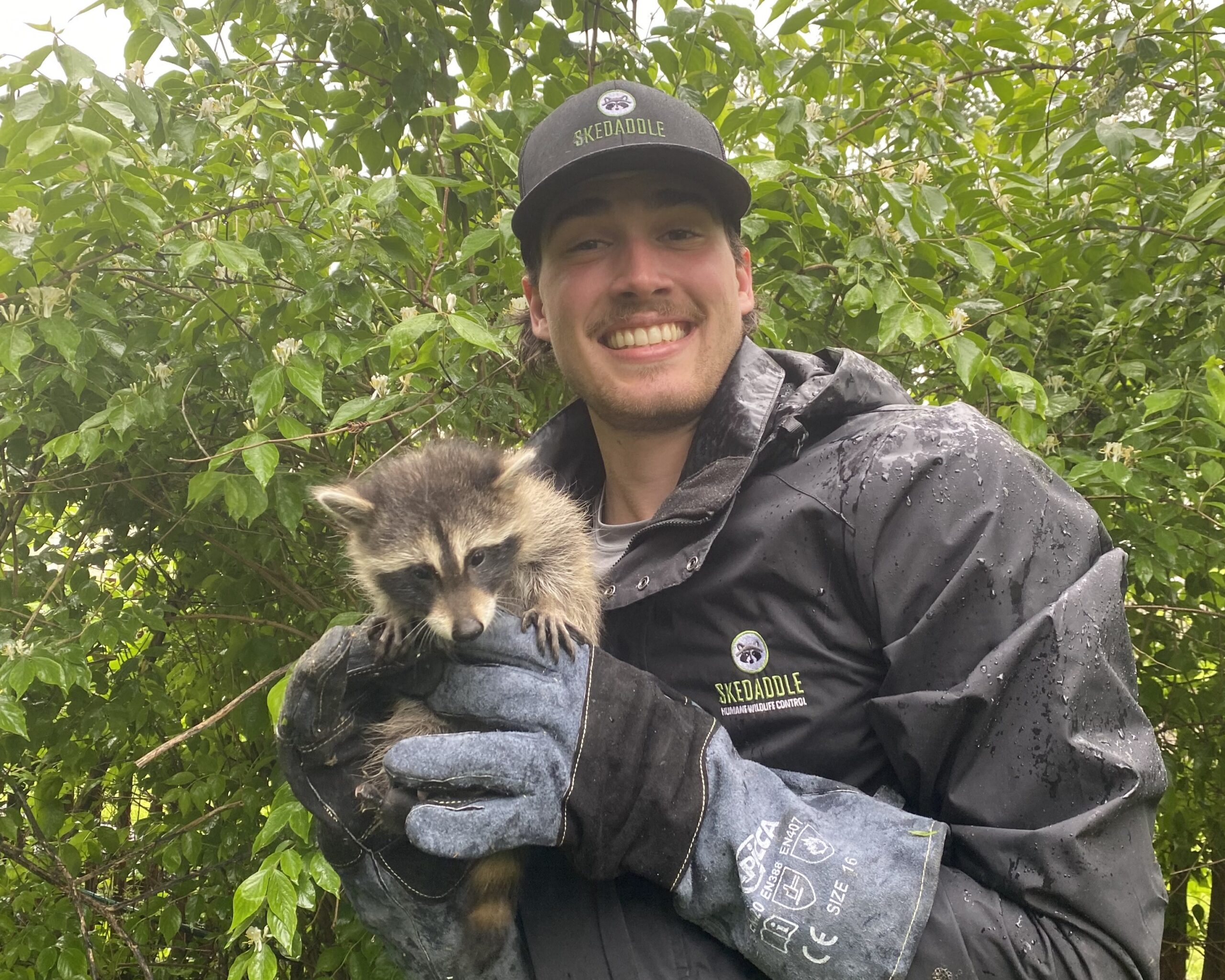 Columbus raccoon technician with raccoon skedaddle humane wildlife control april 2025