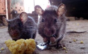 Two dark-furred rats standing on a concrete floor next to a large crumb of food, looking directly toward the camera.
