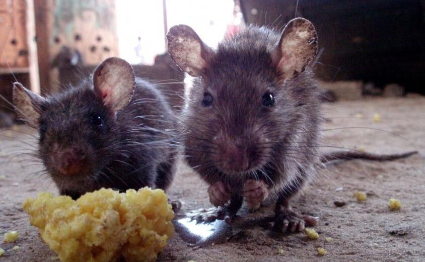 Rats In Residential Areas