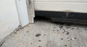 A chewed-through rubber weather seal on the bottom corner of a garage door, creating an entry hole for mice and rats with droppings scattered on the concrete floor.