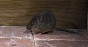 A small deer mouse with large ears and dark eyes standing on a red-toned tile surface against a wooden background.