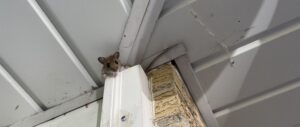 A small deer mouse with large black eyes and white underbelly peering out from a tunnel burrowed into pink fiberglass attic insulation.
