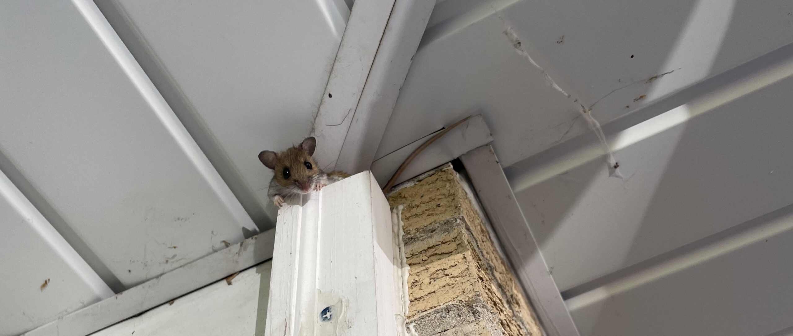 A small deer mouse with large black eyes and white underbelly peering out from a tunnel burrowed into pink fiberglass attic insulation.