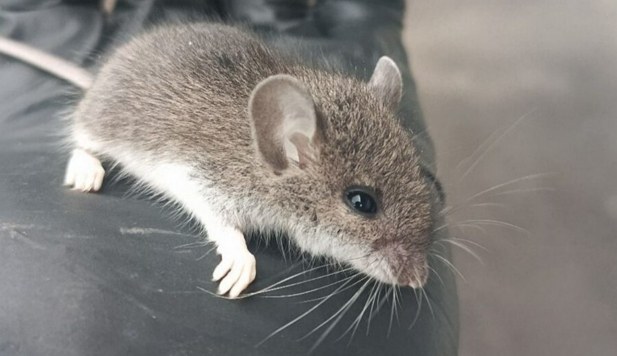 Close-up of a deer mouse with large eyes and ears, a primary carrier of Hantavirus in North America.