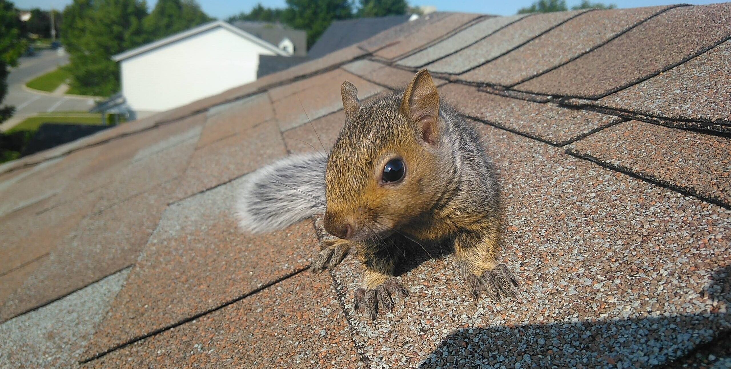 A close-up shot of a grey squirrel sitting on brown asphalt roof shingles with a suburban neighborhood in the background.
