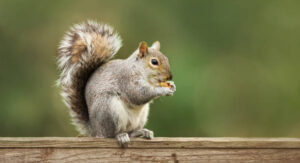 An Eastern gray squirrel with a bushy tail perched on a wood fence while eating a nut.