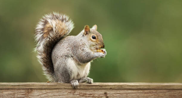 An Eastern gray squirrel with a bushy tail perched on a wood fence while eating a nut.