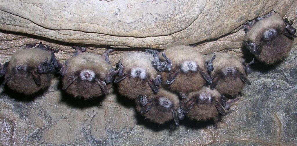 A colony of small brown bats huddling together on a cave ceiling, several of which have visible white fungal growth on their noses.