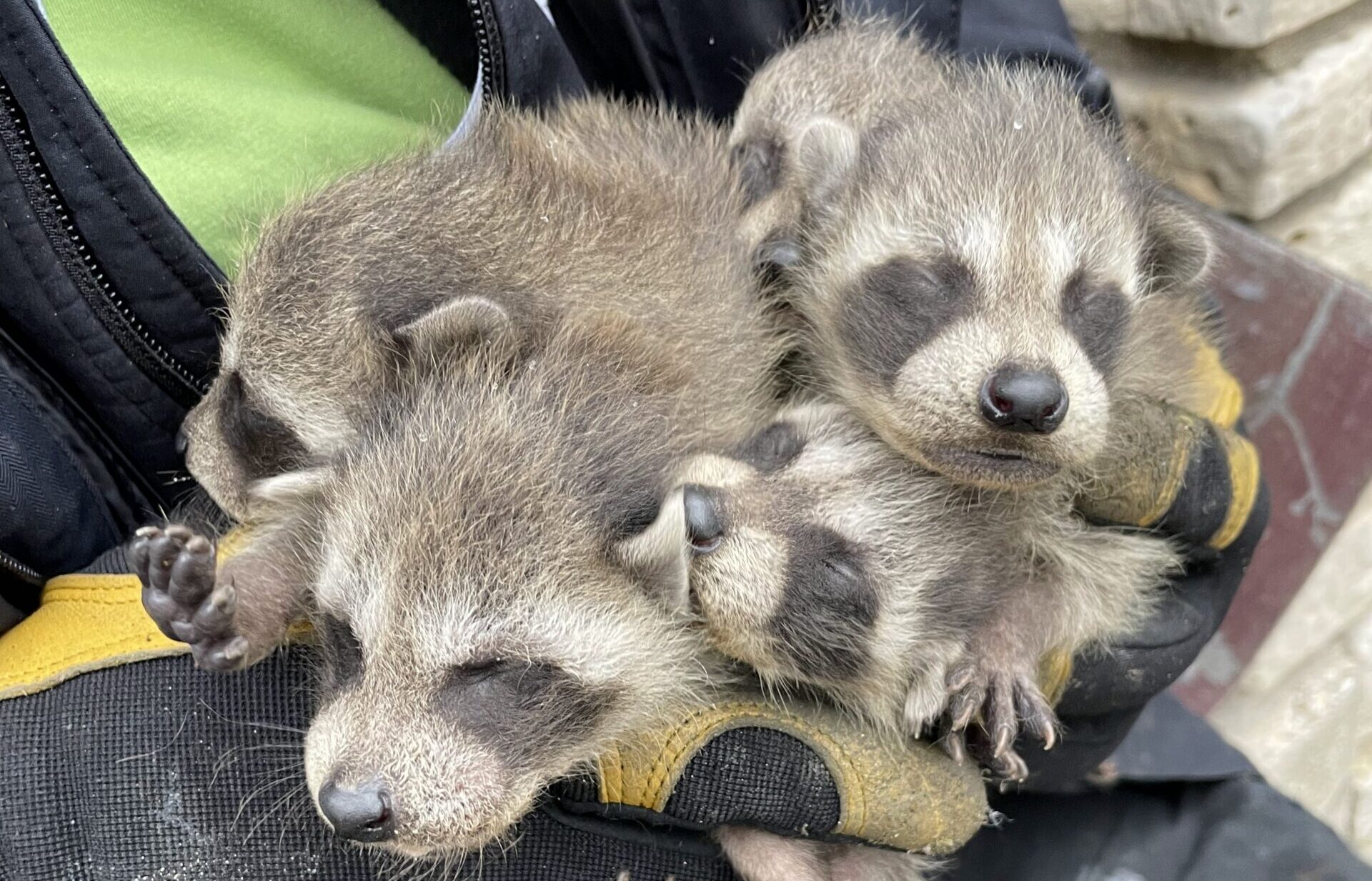 A wildlife technician wearing thick protective gloves safely holding four small baby raccoons during a humane removal process.
