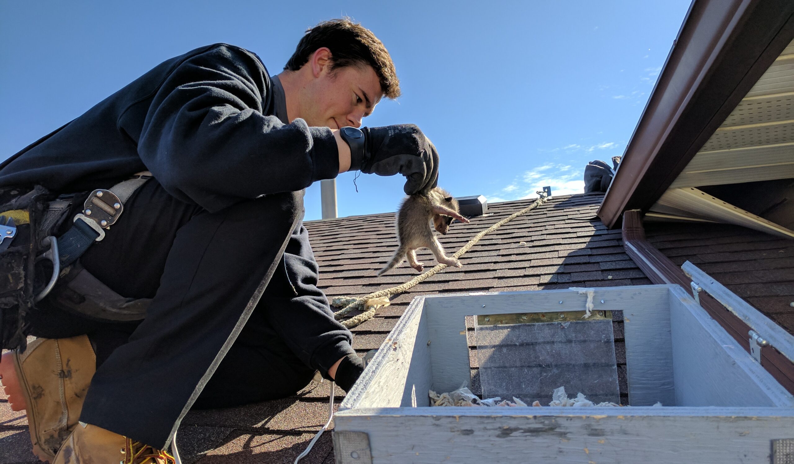 A wildlife technician in a black sweatshirt and safety gear crouches on a shingled roof, gently lowering a baby raccoon into a wooden reunion box.