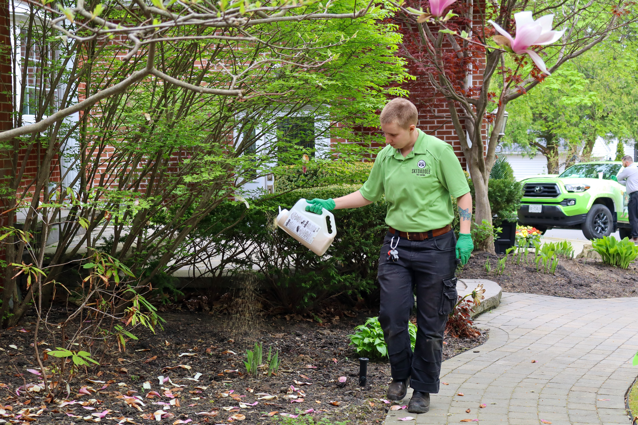 Professional ant control service