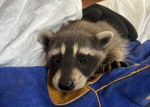 A close-up of a wide-eyed baby raccoon resting its head on a thick blue and yellow suede wildlife handling glove.