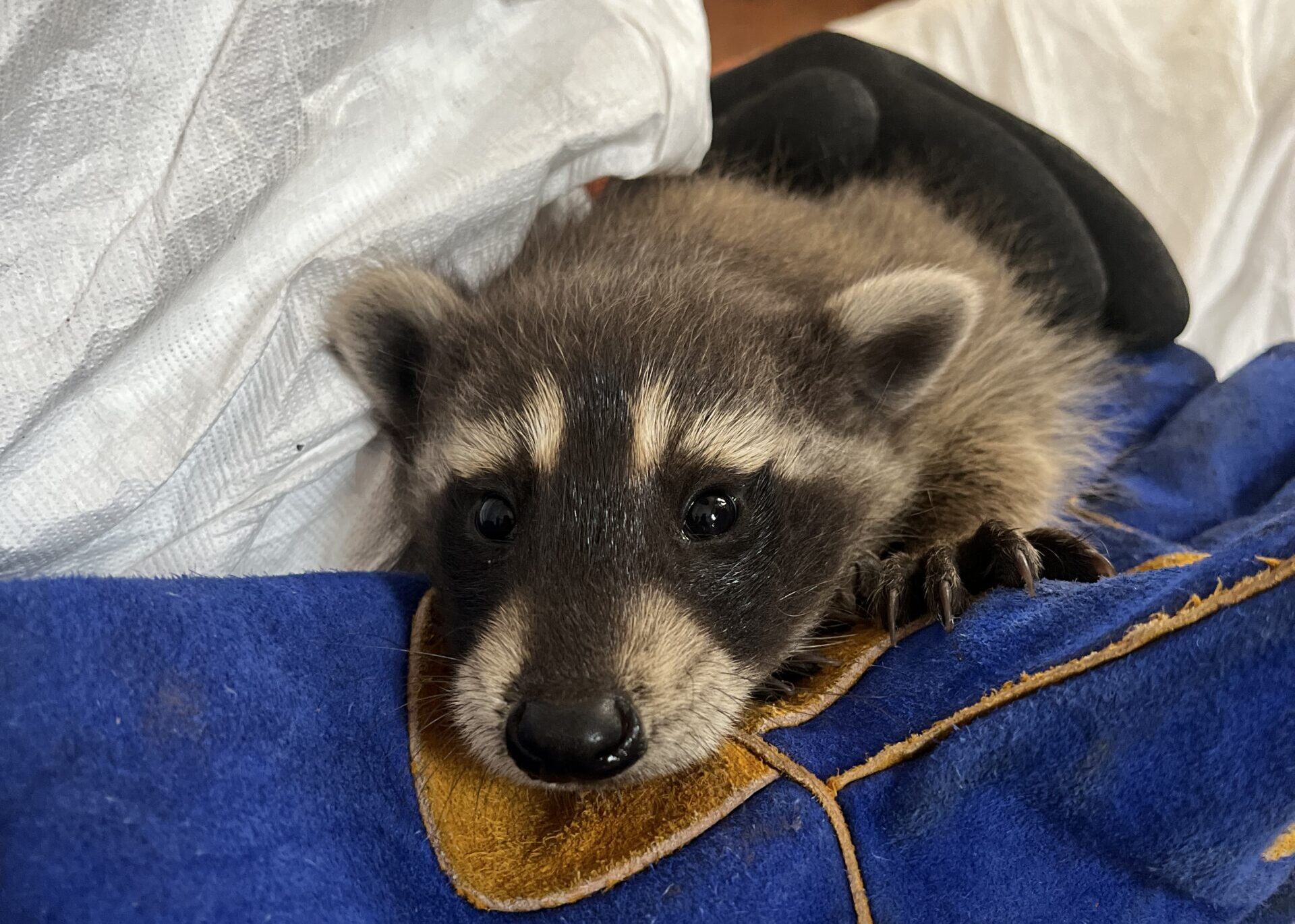 A close-up of a wide-eyed baby raccoon resting its head on a thick blue and yellow suede wildlife handling glove.