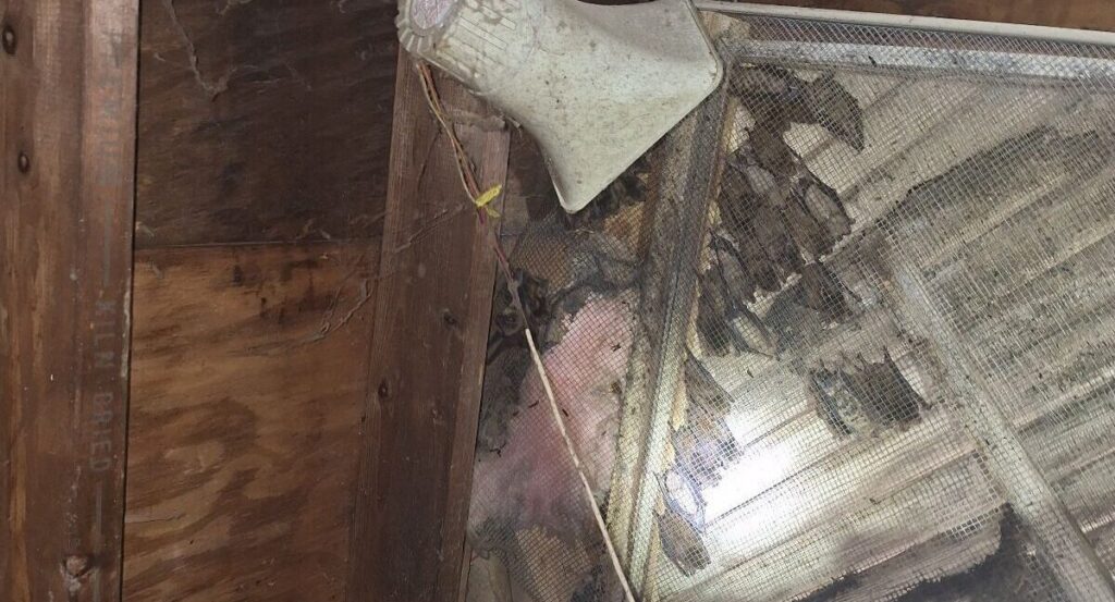 Large bat colony roosting behind attic louver vent mesh A group of numerous bats roosting together on the wooden framing and wire mesh screening of an attic gable vent.