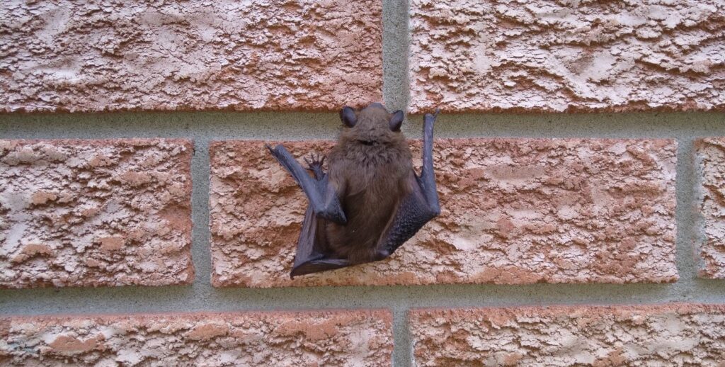 Little Brown Bat Clinging to Residential Brick Wall A single brown bat with its wings tucked, clinging to a textured red brick wall of a house.
