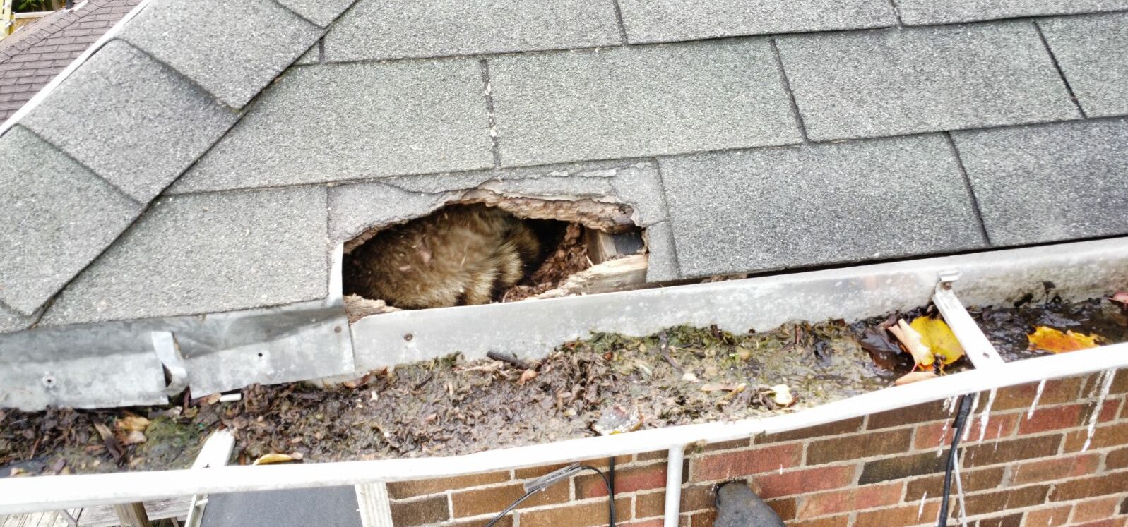 A large, jagged hole torn through asphalt roof shingles and the wooden roof deck just above a debris-filled gutter, with a raccoon visible resting inside the dark attic space.