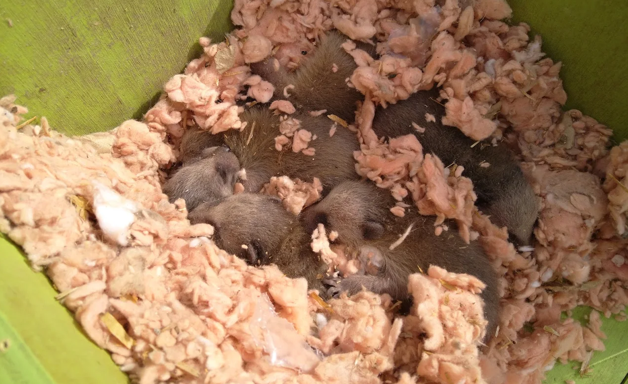 group of several young, grey-furred baby raccoons huddled together for warmth inside a nest of pink fiberglass insulation within a wooden structural area.