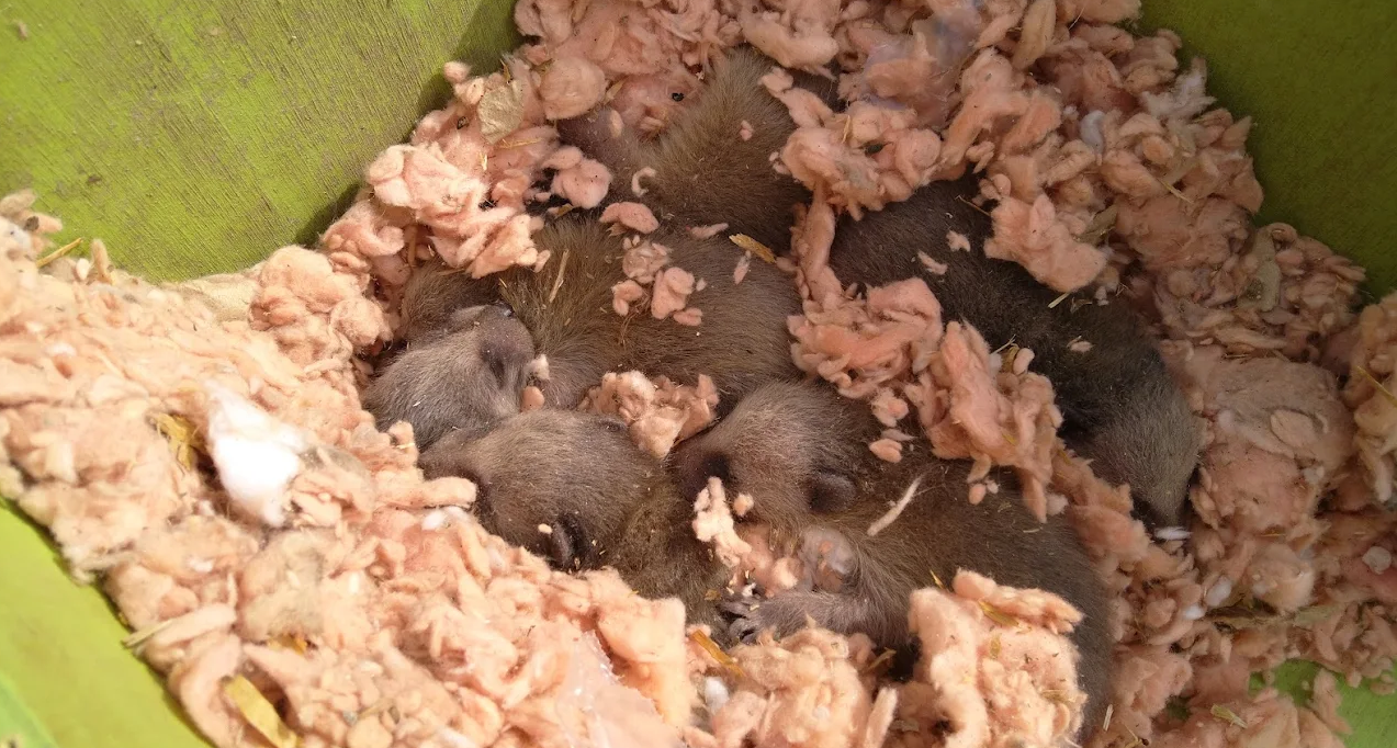 group of several young, grey-furred baby raccoons huddled together for warmth inside a nest of pink fiberglass insulation within a wooden structural area.