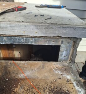 A raccoon’s face is visible inside a dark, hollow opening under a concrete slab where tools and screws are scattered on top.