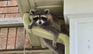 A raccoon lounging on a tan-colored plastic gutter downspout, tucked directly underneath the white soffit of a brick house.